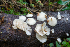 Campanophyllum proboscideum