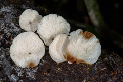 Campanophyllum proboscideum