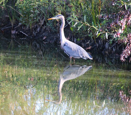iNaturalist observation photo of Great Blue Heron