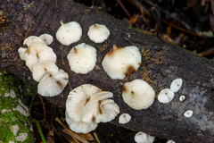 Campanophyllum proboscideum