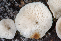 Campanophyllum proboscideum