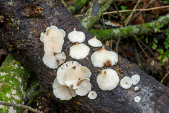 Campanophyllum proboscideum