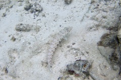 Parapercis millepunctata