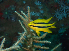 Neoglyphidodon nigroris