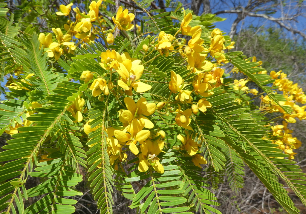 Senna leandrii