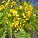 Senna leandrii - Photo (c) Rob C. H. M. Oudejans, some rights reserved (CC BY-NC), uploaded by Rob C. H. M. Oudejans
