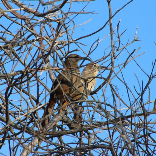 iNaturalist observation photo of California Thrasher