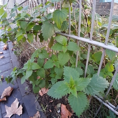 Urtica dioica