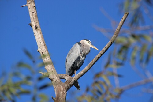 iNaturalist observation photo of Great Blue Heron