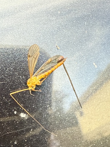 Unknown species found near Tugwell Dr, Catonsville, MD, US