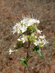 Ajugoideae