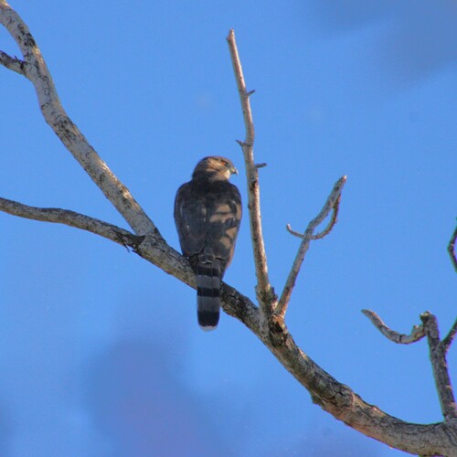 iNaturalist observation photo of Cooper's Hawk