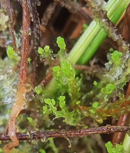 Heterogemma capitata