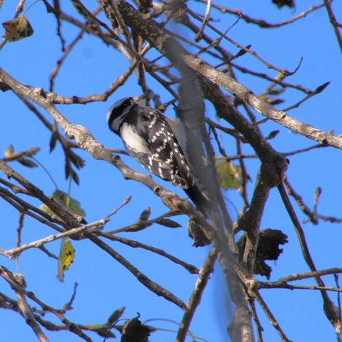 iNaturalist observation photo of Downy Woodpecker