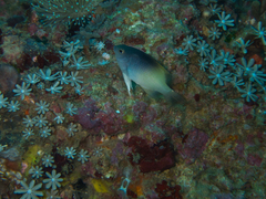 Chrysiptera rollandi