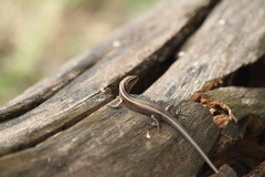 Emoia cyanura