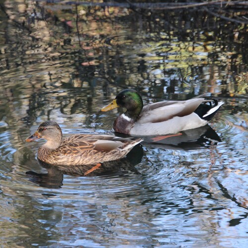 iNaturalist observation photo of Mallard