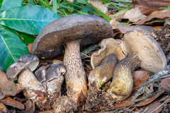 Tylopilus obscurus