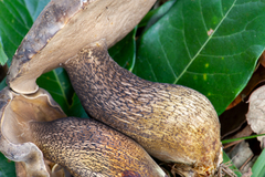 Tylopilus obscurus