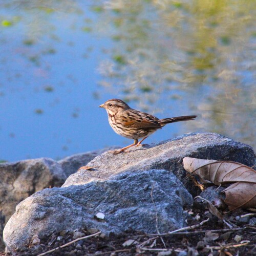 iNaturalist observation photo of Song Sparrow