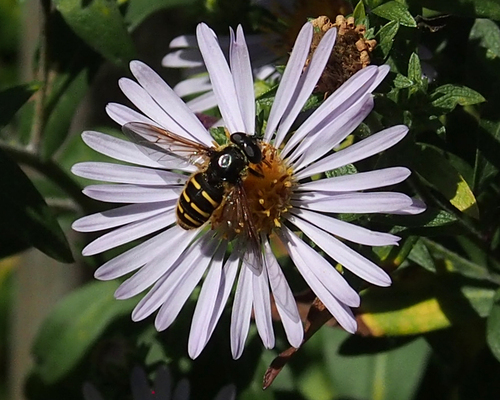 Unknown species found near Gonzales, Victoria, BC V8S, Canada