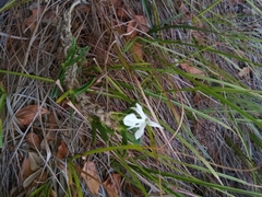 Jumellea spathulata image