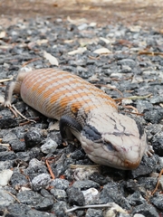 Tiliqua multifasciata
