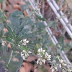 Artemisia vulgaris