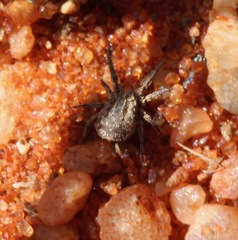 Caeculidae
