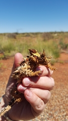 Moloch horridus