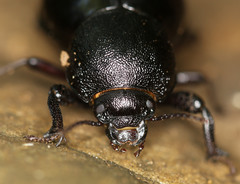 Ocnodes