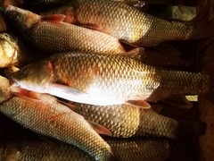 Tunisian Barbel photo 2