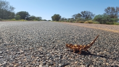 Moloch horridus