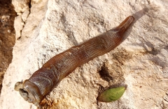 Sipunculus nudus