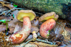 Baorangia