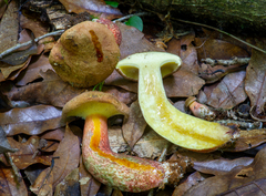 Baorangia