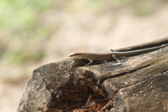 Emoia cyanura