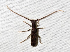 Trichopsathyrus modestus