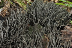 Xylaria multiplex
