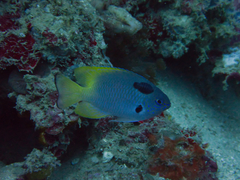 Pomacentrus nigromarginatus