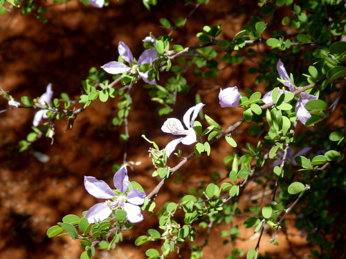 Bauhinia grandidieri