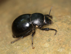 Ocnodes