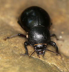 Ocnodes