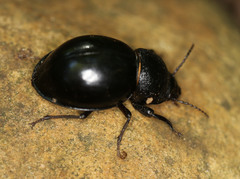 Ocnodes