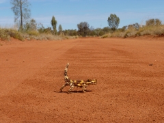 Moloch horridus