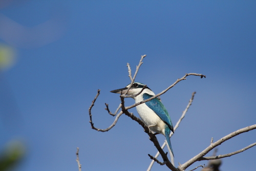 Todiramphus sacer