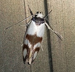 Antipterna trilicella