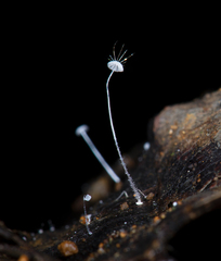 Mycena punkissima