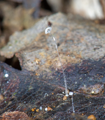 Mycena punkissima