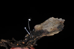 Mycena punkissima